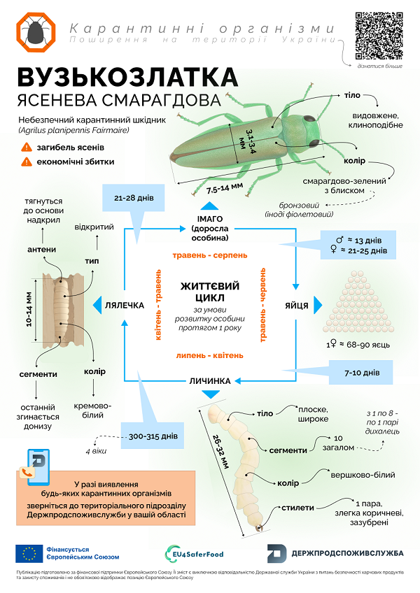1 вузькозлатка карантинні організми 3
