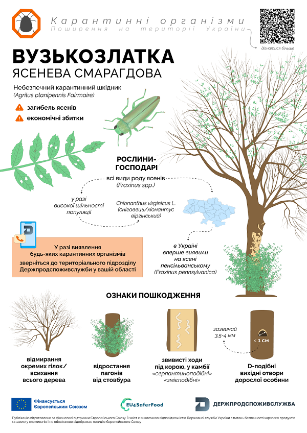 2 вузькозлатка карантинні організми 3