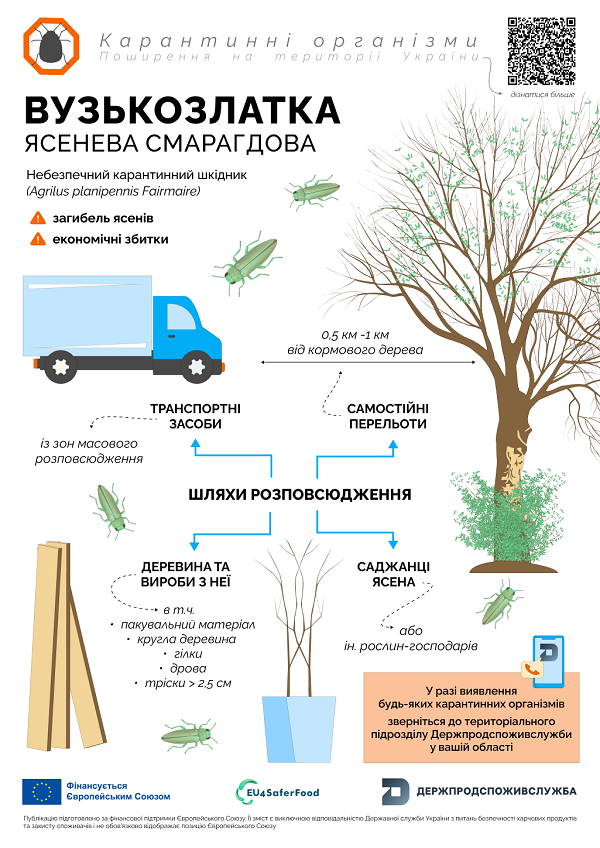 4 вузькозлатка карантинні організми 3