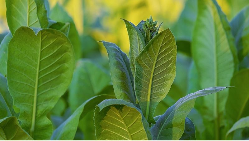 tobacco 4457130 1280 47992 41024